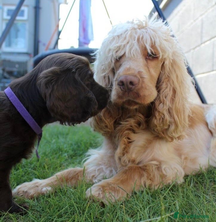 Cocker Spaniel dogs Show type cocker spaniel. Litter due 10/11/26  - Advert 2