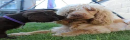 Cocker Spaniel dogs for sale: Show type cocker spaniel. Litter due 10/11/26  - Advert 1