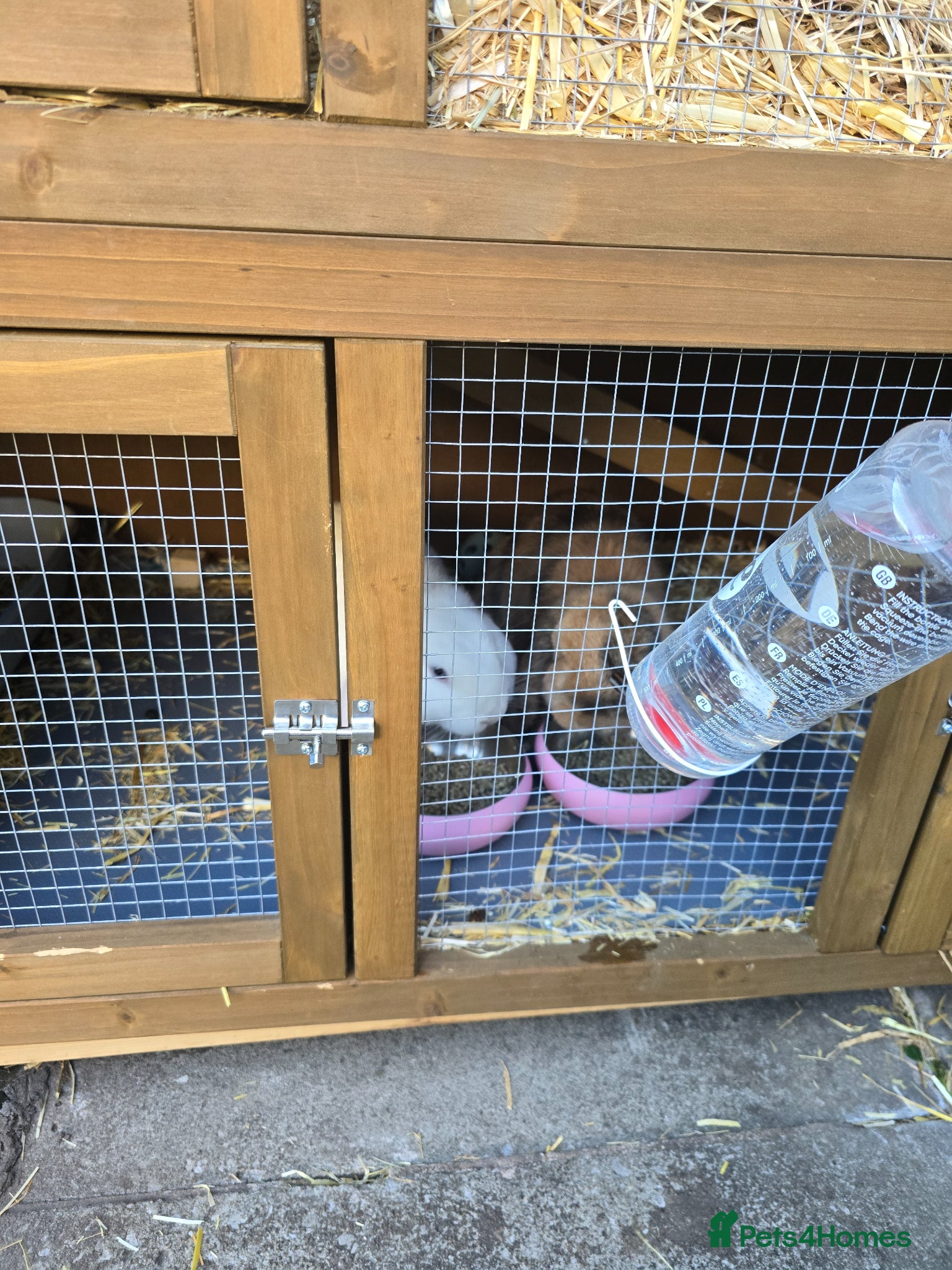 Harlequin rabbits Free to a good home One mini lop and one harlequin - Advert 3