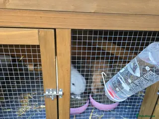 Harlequin rabbits Free to a good home One mini lop and one harlequin - Advert 4