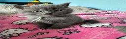 British Shorthair cats for sale: British short hair kittens - Advert 31