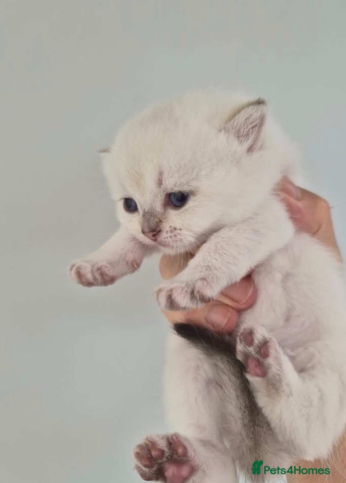 British Shorthair cats British shorthaired  - Advert 2