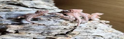 Bearded Dragon reptiles for sale: Bearded dragon baby's for sale  - Advert 1