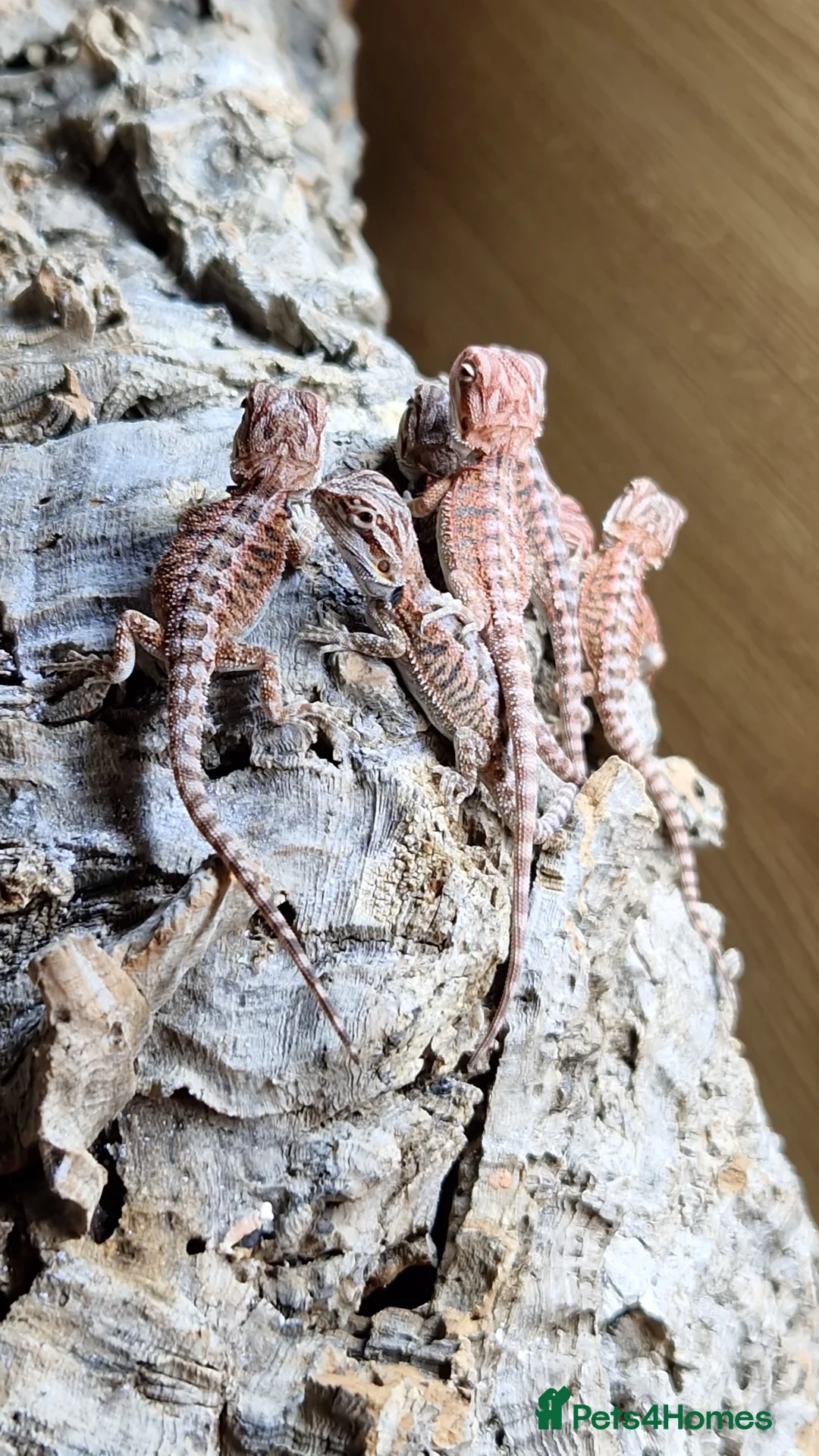 Bearded Dragon reptiles for sale: Bearded dragon baby's for sale  - Advert 1