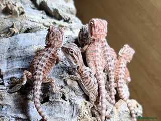 Bearded Dragon reptiles Bearded dragon baby's for sale - Advert 1