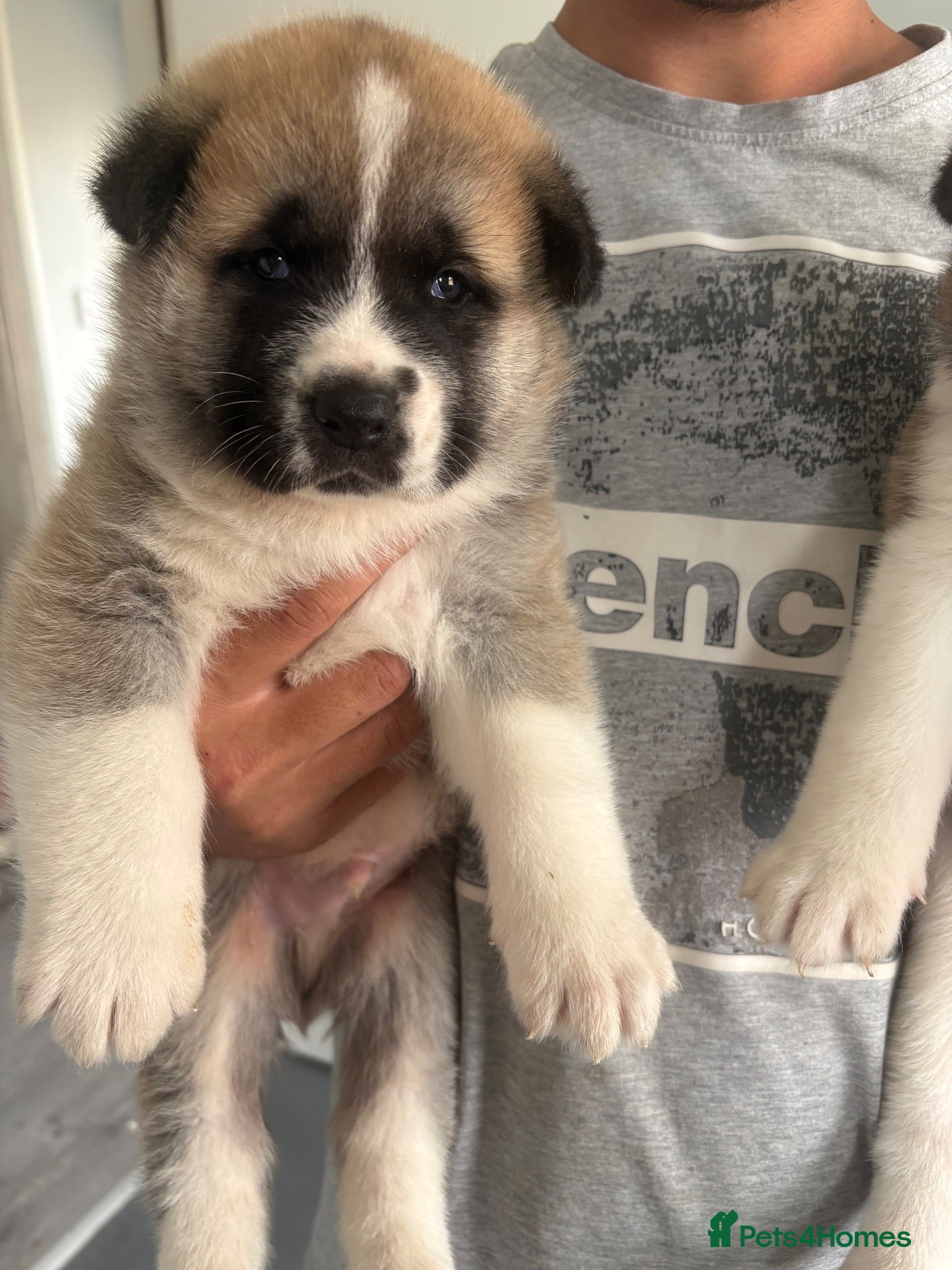 Akita dogs Akita puppies - Advert 7