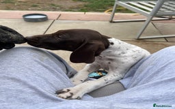 German Shorthaired Pointer dogs for sale: German shorthaired pointer - Image 21