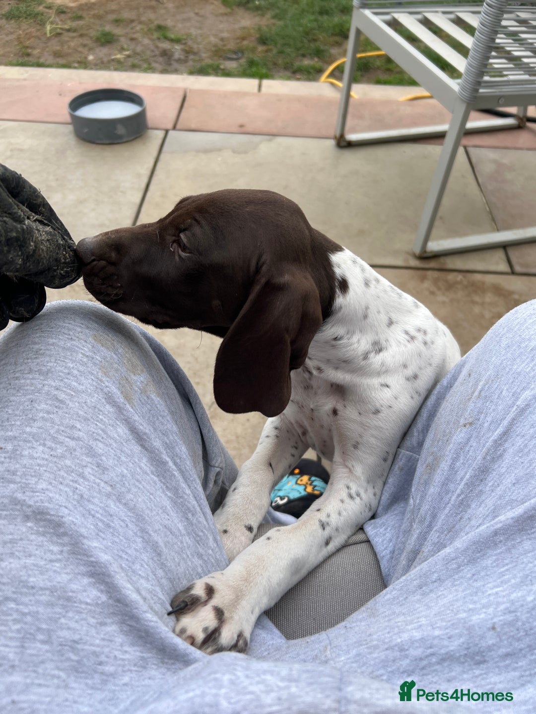German Shorthaired Pointer dogs for sale: German shorthaired pointer - Image 21