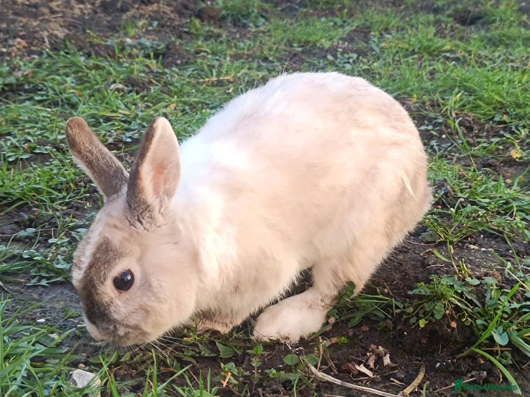Dutch rabbits for sale: Sweetest Explorer  - Advert 2