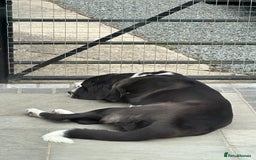 Central Asian Shepherd dogs for sale: Female alabi  - Image 2