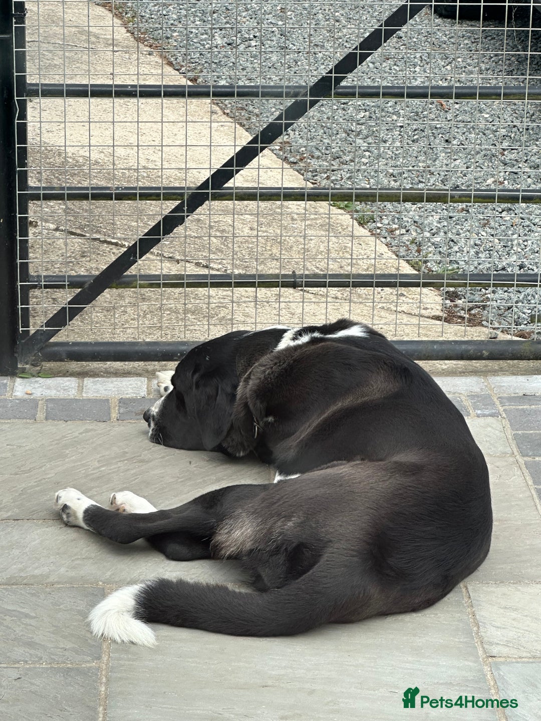 Central Asian Shepherd dogs for sale: Female alabi  - Image 2