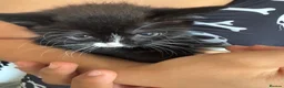 Mixed Breed dogs for sale: Mixed blk&wht  kittens available now - Advert 1