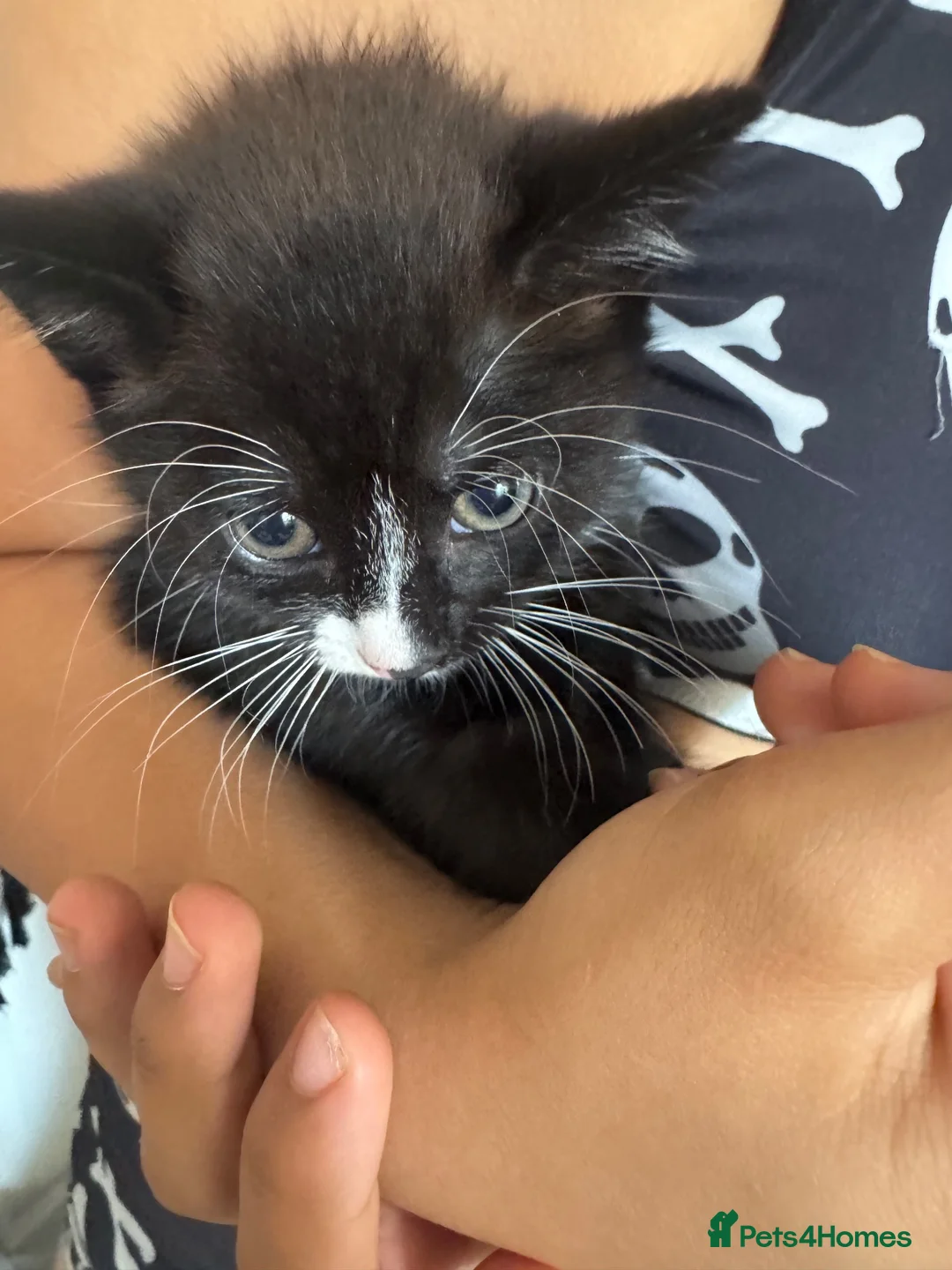 Mixed Breed dogs for sale: Mixed blk&wht  kittens available now - Advert 1
