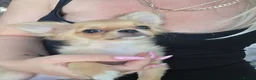 Chihuahua dogs for sale: Two quality boys long hair  - Advert 3