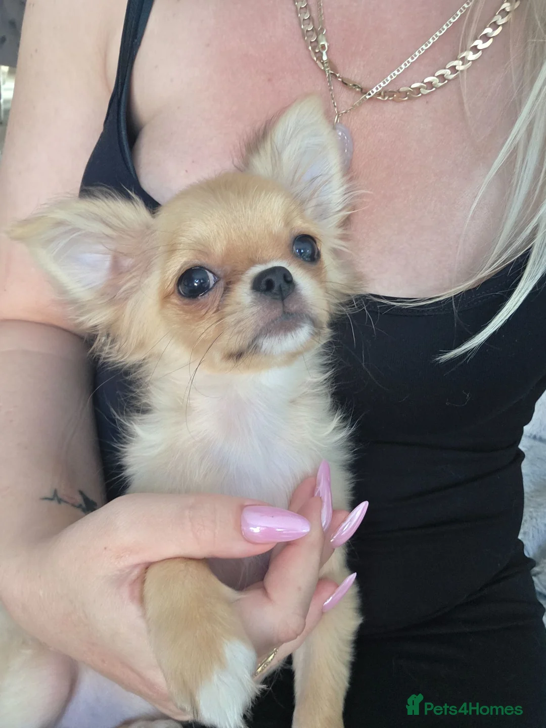Chihuahua dogs for sale: SOLD. - Advert 2