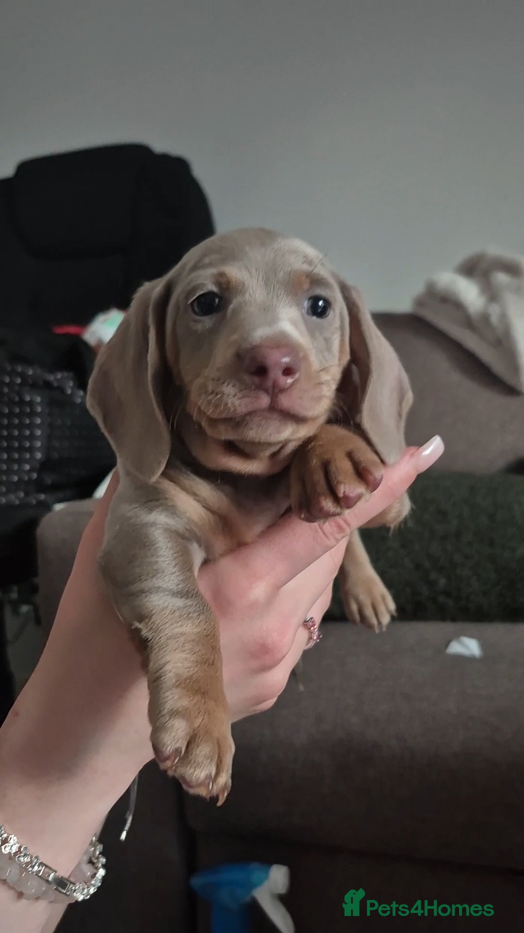 Miniature Dachshund dogs for sale: Ready soon Pedigree beautiful Mini Dachshund Girl  - Image 17