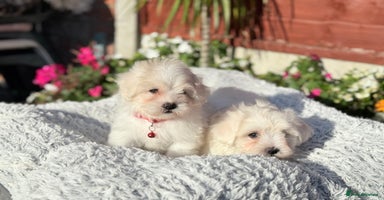 Maltese dogs - Advert 9