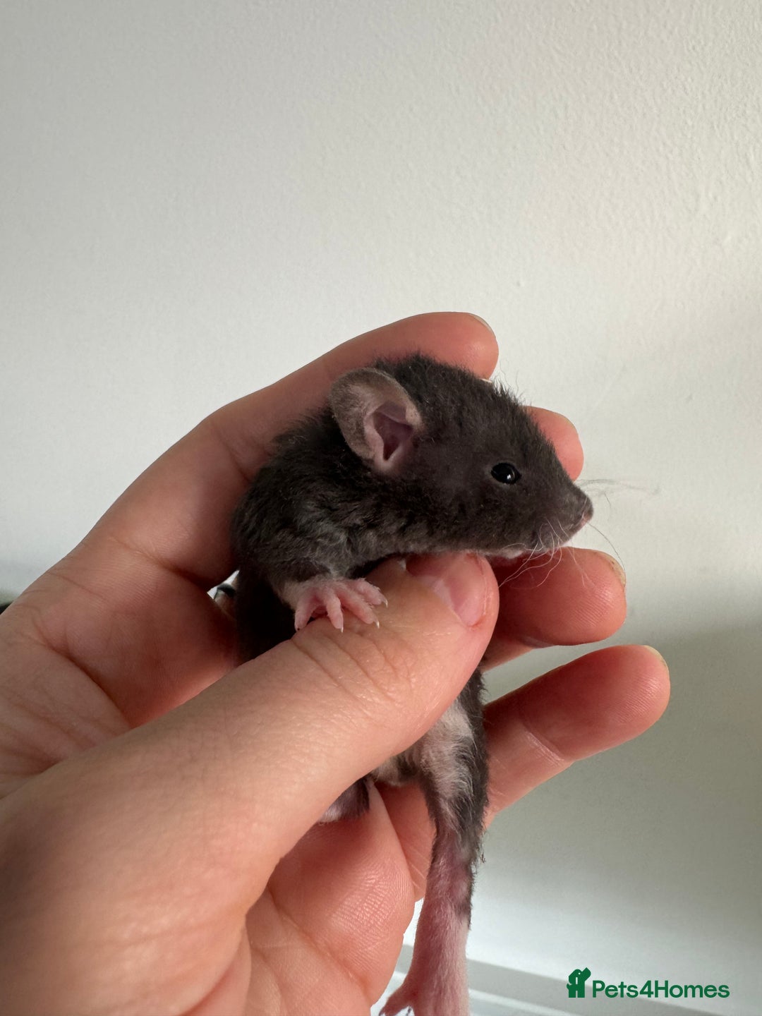 Rat rodents for sale: Baby rats boys and girls  - Advert 6