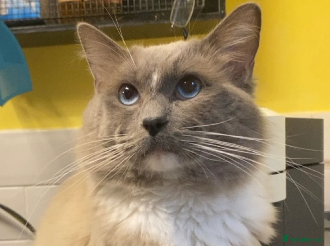 Ragdoll cats for stud: GCCF Reg. Blue point mitted Ragdoll Stud - JEEVES - Advert 1