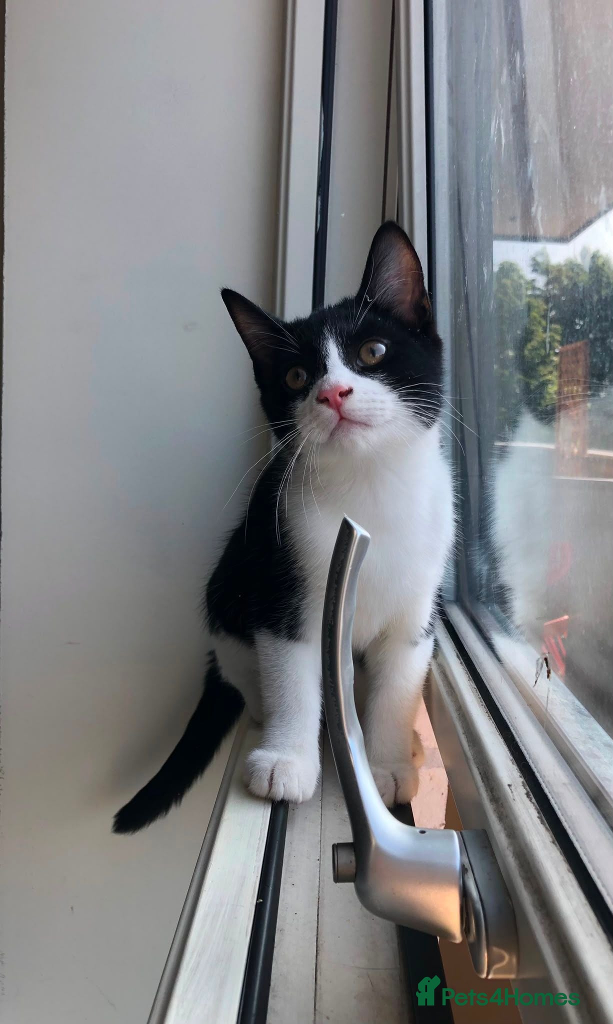 Domestic Shorthair cats Adorable Tuxedo domestic shorthairs - Advert 5