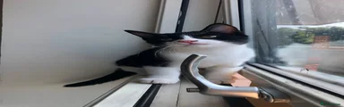Felix
