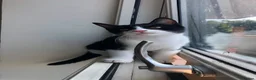 Domestic Shorthair cats for sale: Adorable Tuxedo domestic shorthairs - Advert 1