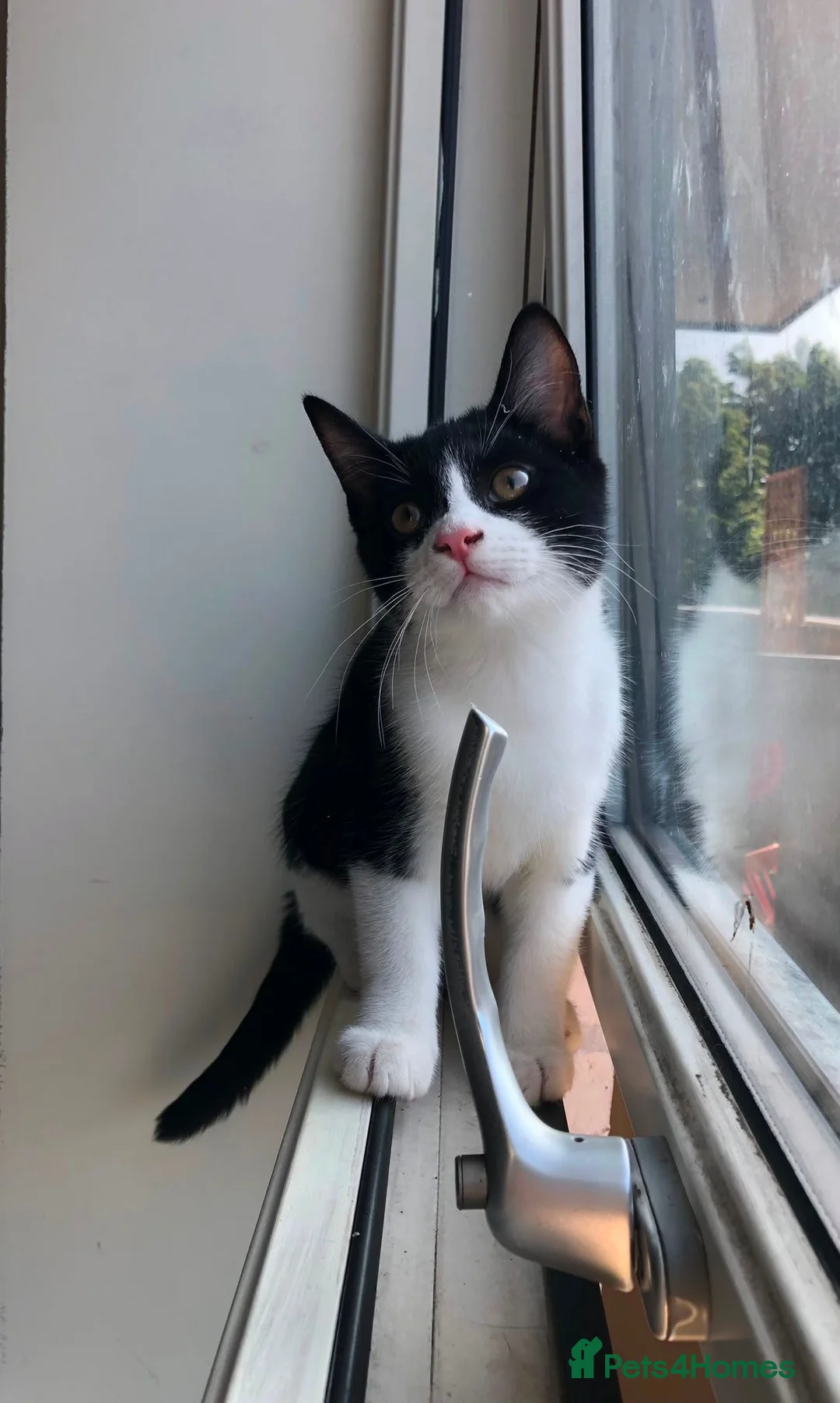 Domestic Shorthair cats for sale: Adorable Tuxedo domestic shorthairs - Advert 1