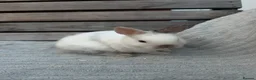 Netherland Dwarf rabbits for sale: 3 gorgeous netherland dwarf babies in Welwyn Garden City - Advert 11