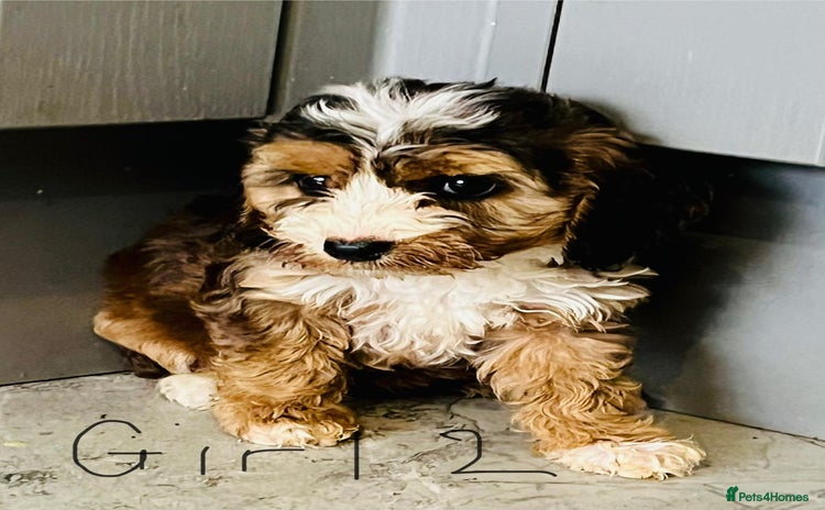 Cockapoo dogs - Advert 4