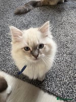 Ragdoll cats - Advert 2