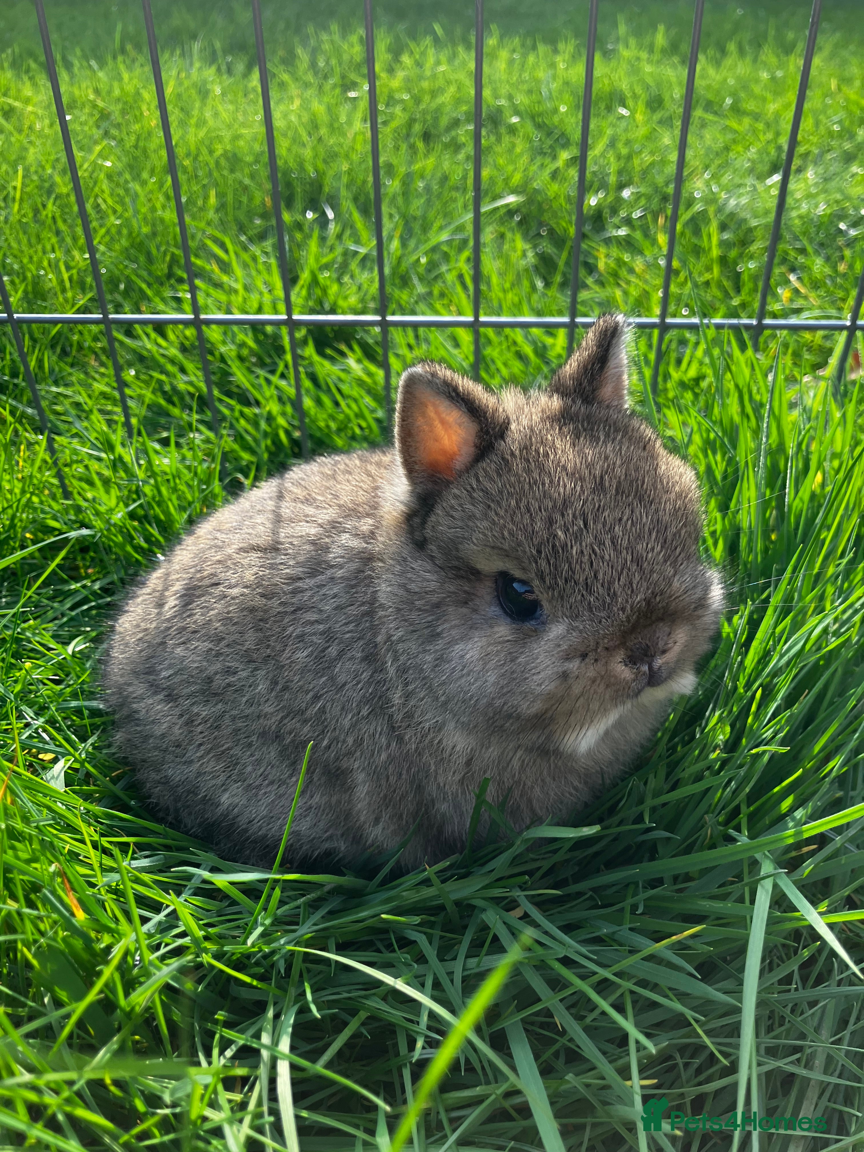 Dwarf Lop rabbits LAST PEDIGREE NETHERLAND DWARF - Advert 5