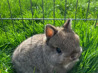 Dwarf Lop rabbits LAST PEDIGREE NETHERLAND DWARF - Advert 5