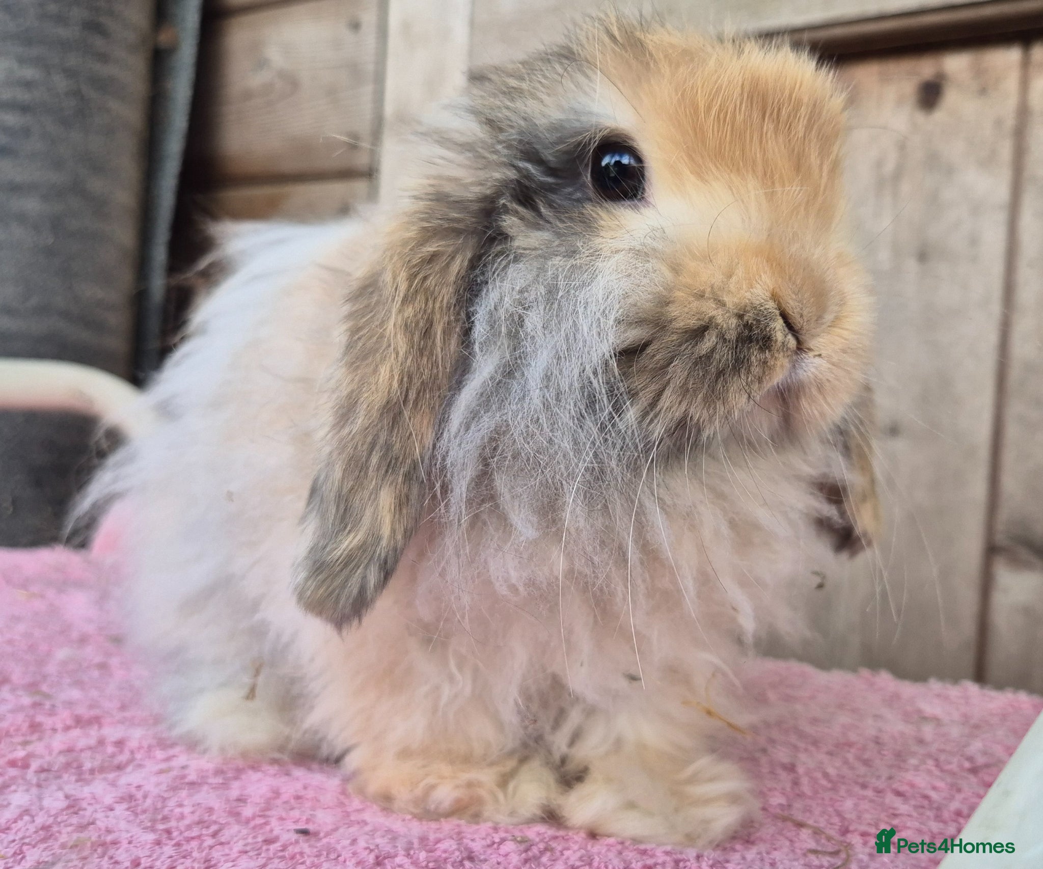 Mini Lop rabbits Cashmere mini lop bucks  - Advert 2