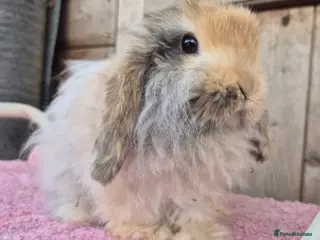 Mini Lop rabbits Cashmere mini lop bucks - Advert 2