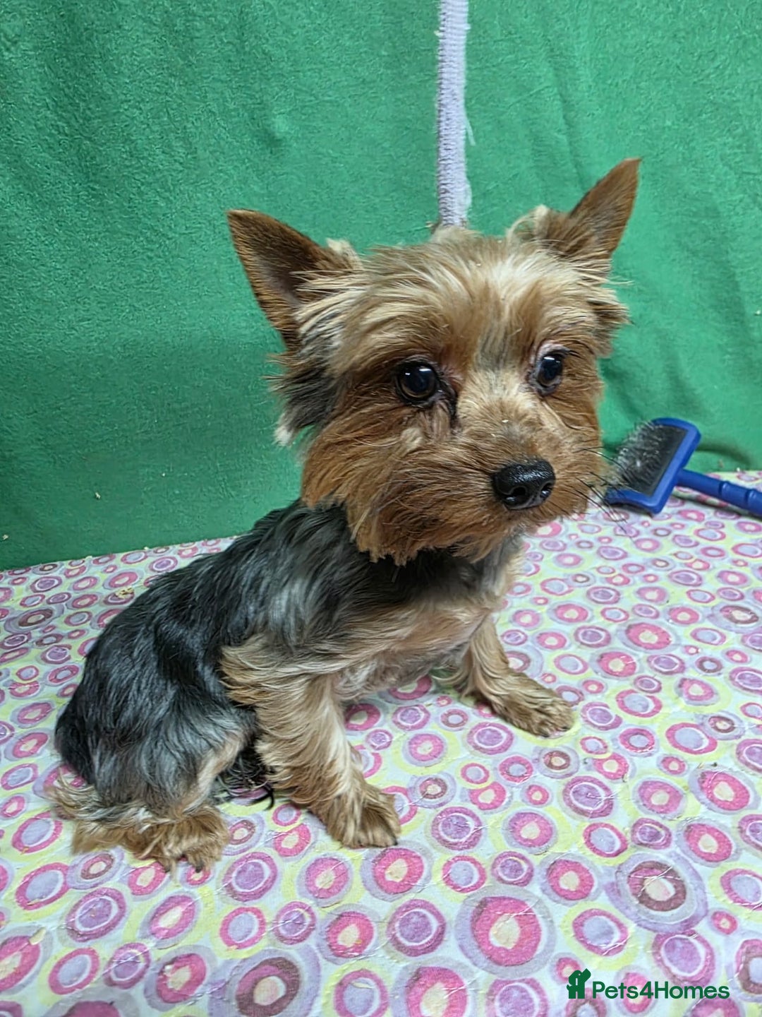 Yorkshire Terrier dogs for adoption: TESSA – Yorkshire Terrier (Female) - Advert 1