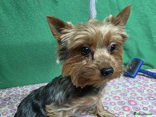 Yorkshire Terrier dogs TESSA – Yorkshire Terrier (Female) - Advert 18