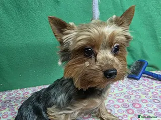 Yorkshire Terrier dogs TESSA – Yorkshire Terrier (Female) - Advert 1