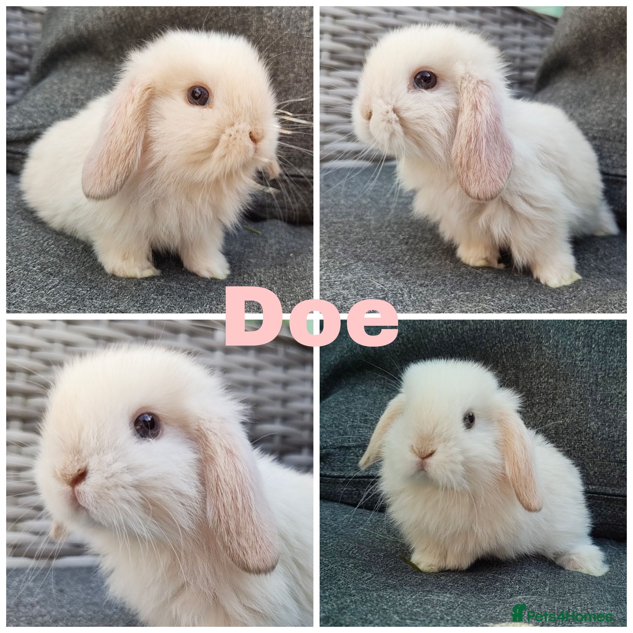 Mini Lop rabbits Beautiful Pure Mini Lops for Reserve - Advert 11