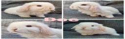 Mini Lop rabbits for sale: Beautiful Pure Mini Lops for Reserve - Advert 1