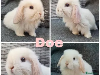 Mini Lop rabbits Beautiful Pure Mini Lops for Reserve - Advert 11
