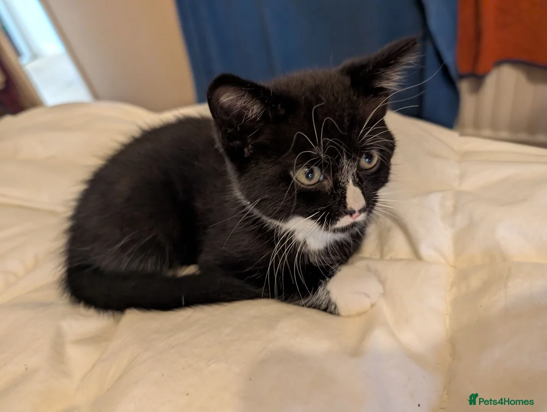 Mixed Breed cats for sale: Beautiful kittens for sale  - Advert 2