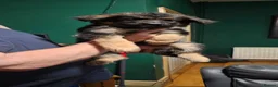 German Shepherd dogs for sale: A Healthy litter of 7 GSD Puppies - Advert 13