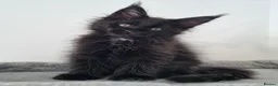 Maine Coon cats for sale: King size Purebred Maine Coon kittens  - Advert 17