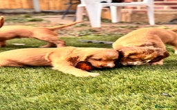 Cocker Spaniel dogs for sale: Cocker spaniel KC Registered,working type - Image 15