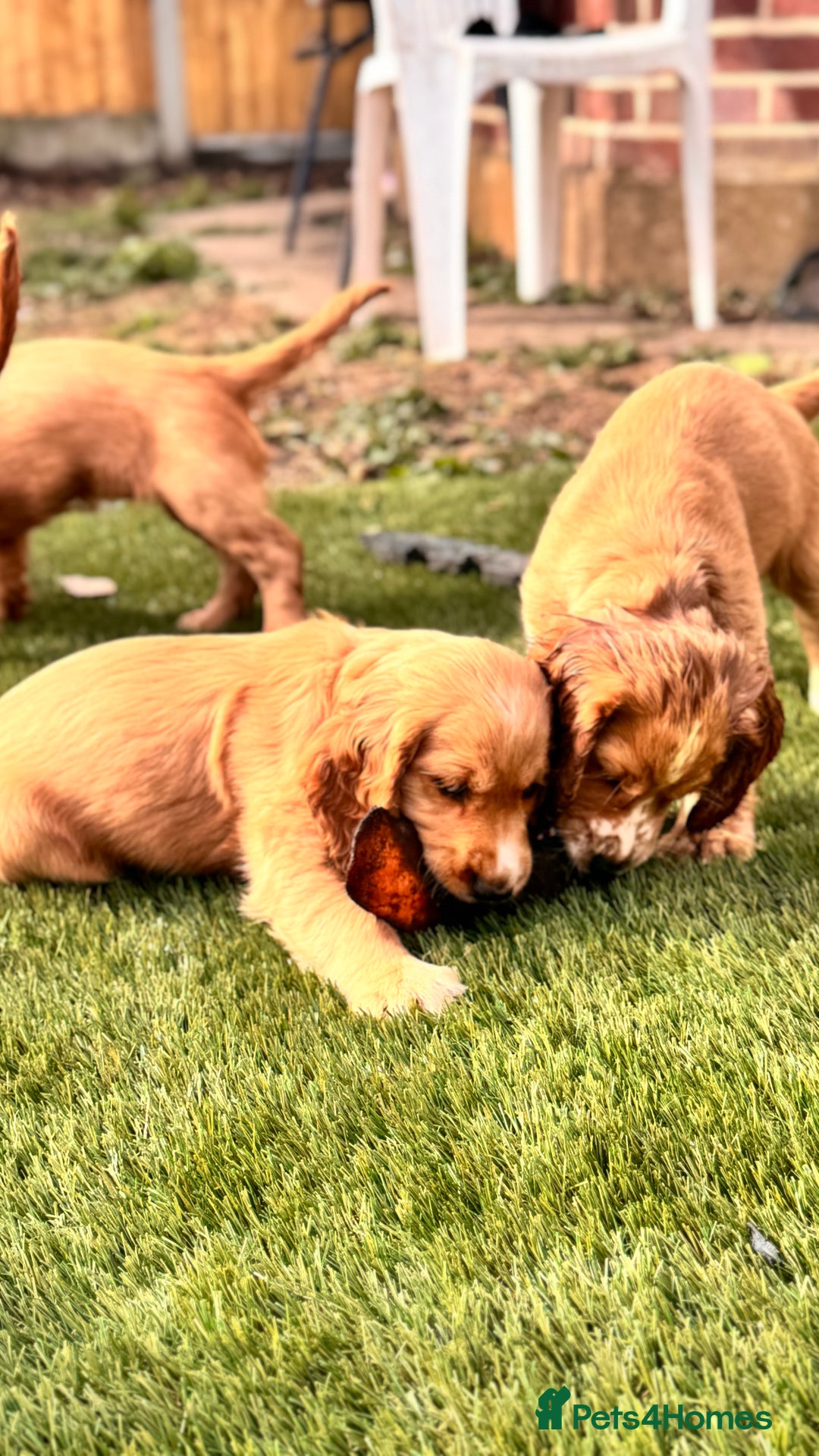 Cocker Spaniel dogs for sale: Cocker spaniel KC Registered,working type - Image 15