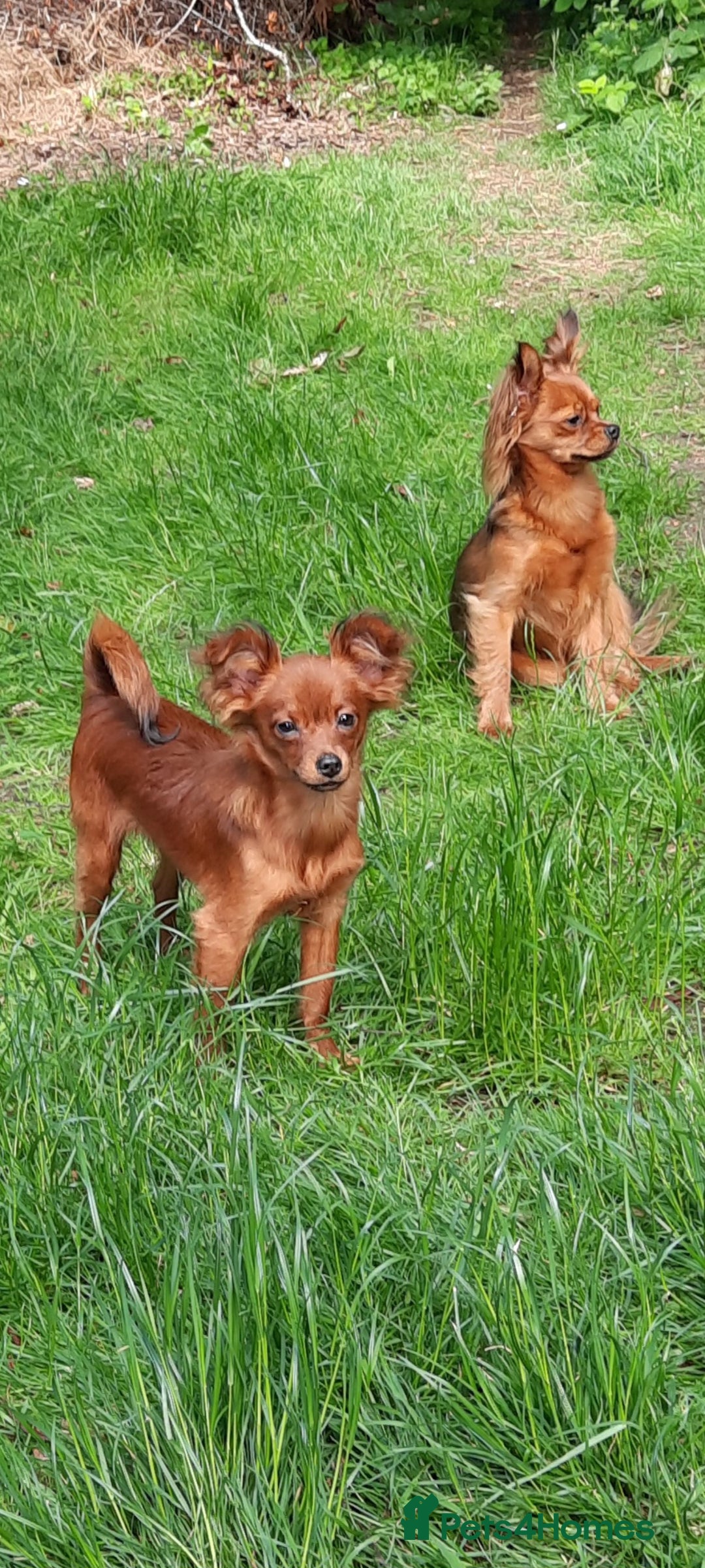 Russian Toy Terrier dogs for sale: Russain toys. - Image 3