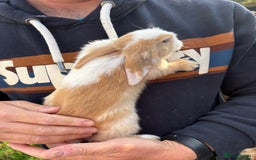 Mini Lop rabbits for sale: Gorgeous Mini Lop Bunny Rabbits - Image 3