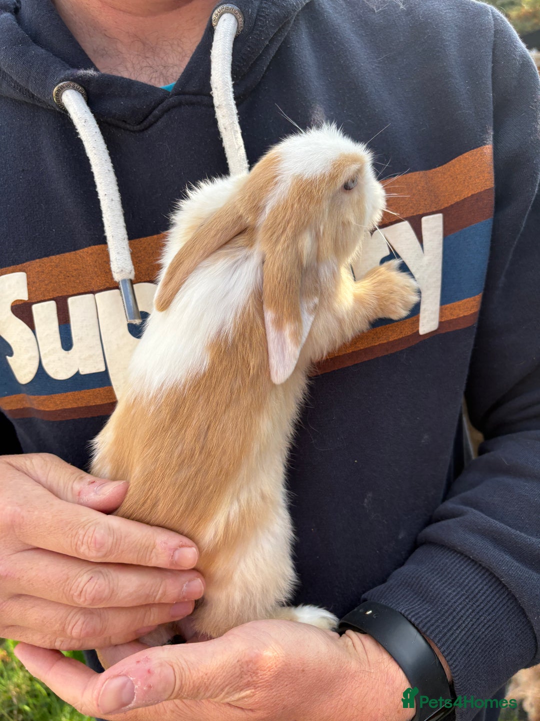 Mini Lop rabbits for sale: Gorgeous Mini Lop Bunny Rabbits - Image 3