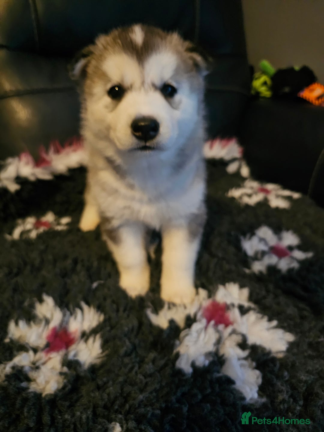 Siberian Husky dogs for sale: 5 beautiful siberian husky fur babies - Advert 3
