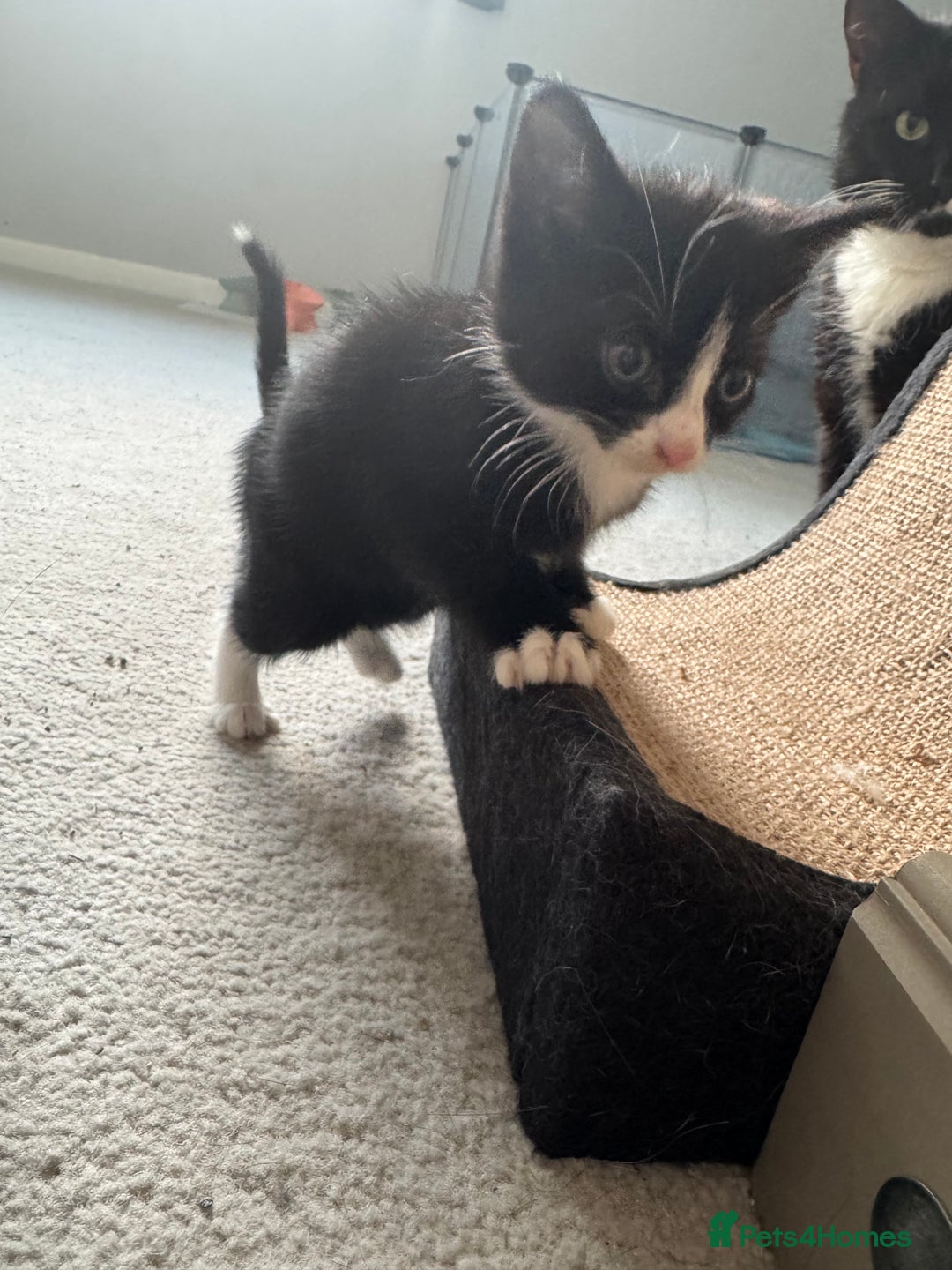 Mixed Breed cats for sale: Mixed kittens for sale - Image 31